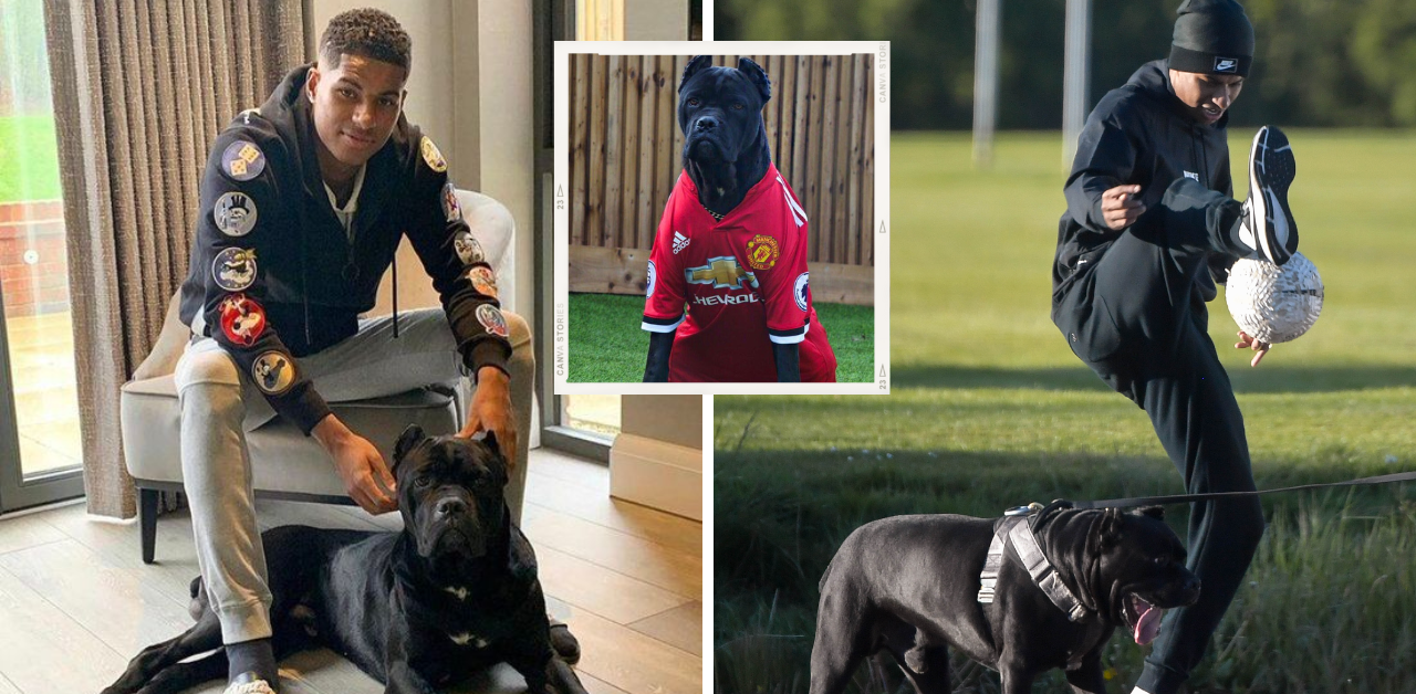 Manchester United star Marcus Rashford posts photo of his new dog Saint ...