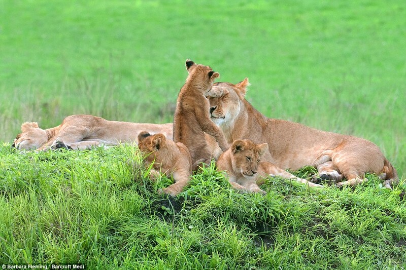 Wildlife Photographer Captures Lioness Mom With Cute 8 Cubs (7 Pics) 5