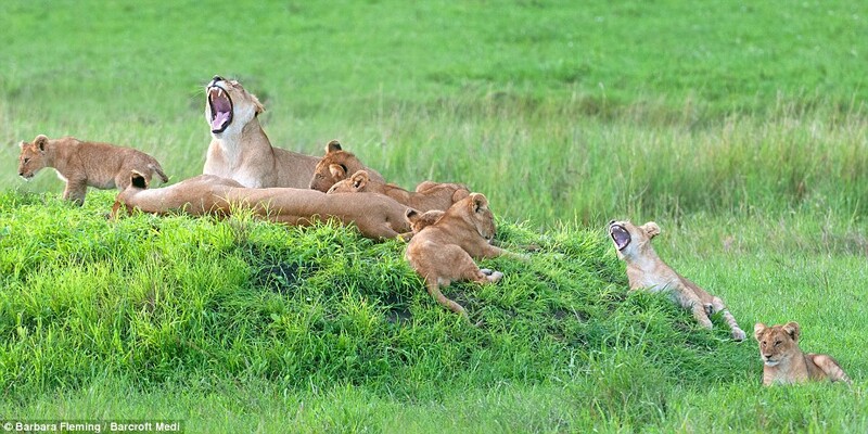 Wildlife Photographer Captures Lioness Mom With Cute 8 Cubs (7 Pics) 6