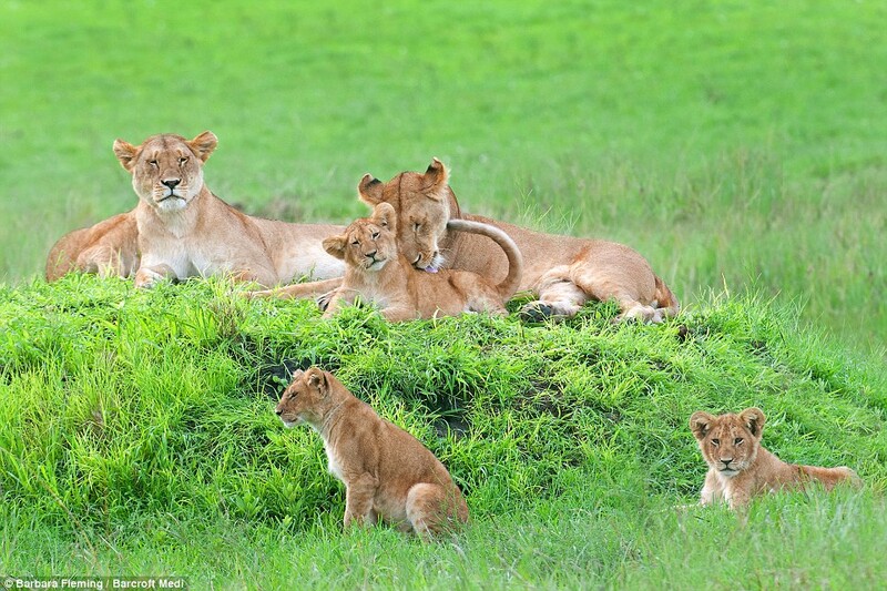 Wildlife Photographer Captures Lioness Mom With Cute 8 Cubs (7 Pics) 4