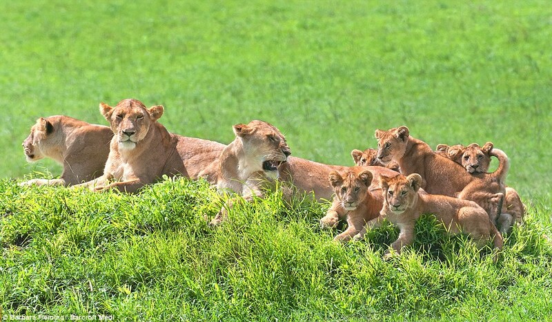 Wildlife Photographer Captures Lioness Mom With Cute 8 Cubs (7 Pics) 2