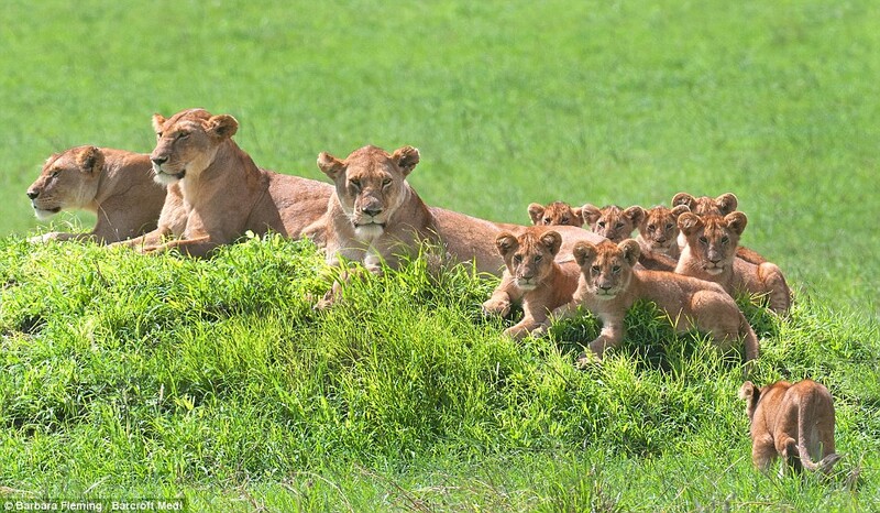 Wildlife Photographer Captures Lioness Mom With Cute 8 Cubs (7 Pics) 1