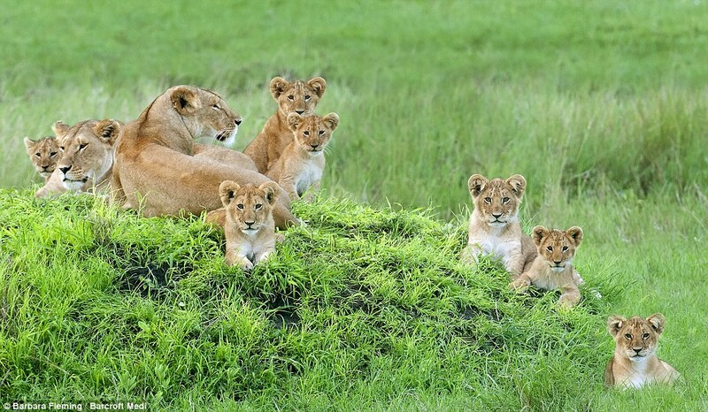 Wildlife Photographer Captures Lioness Mom With Cute 8 Cubs (7 Pics) 3