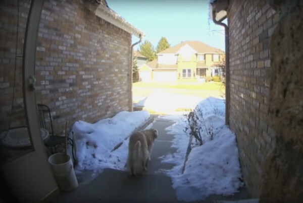 FedEx driver delivers a very special parcel, an 'escaped' dog 1