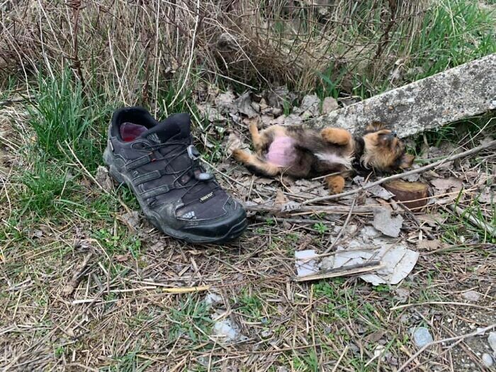 Pup Was Using A Shoe As A Shelter Until This Man Saved Him And Gave Him A Home 3