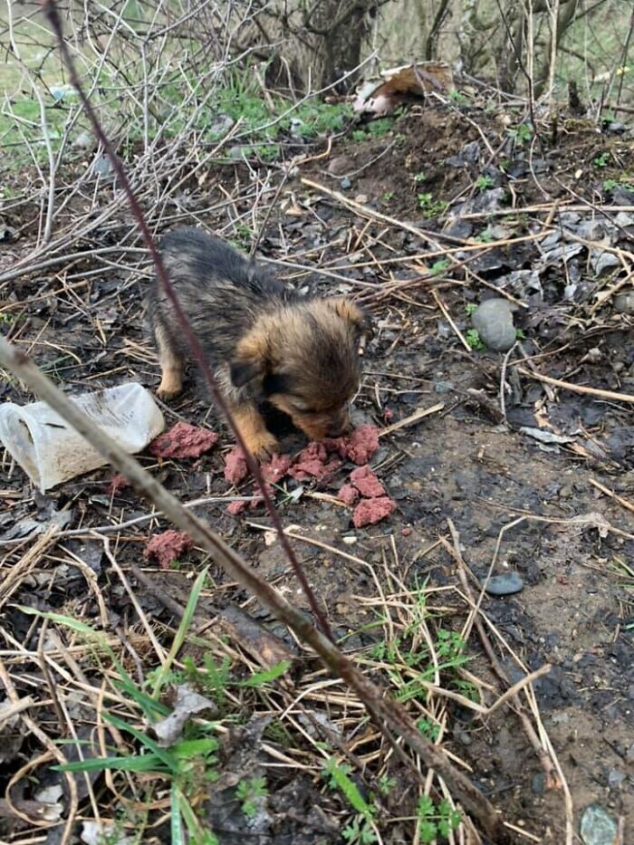 Pup Was Using A Shoe As A Shelter Until This Man Saved Him And Gave Him A Home 5