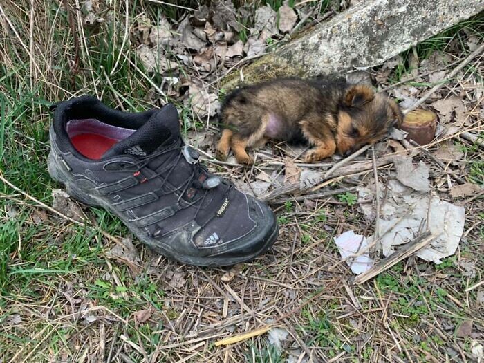 Pup Was Using A Shoe As A Shelter Until This Man Saved Him And Gave Him A Home 4