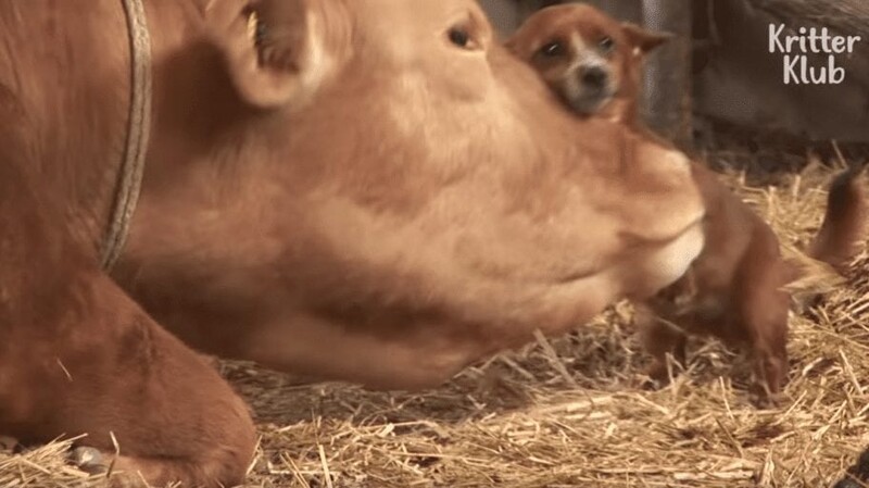 You will cry: A dog bursting into tears when he's renuited with his 'Cow' mother 1
