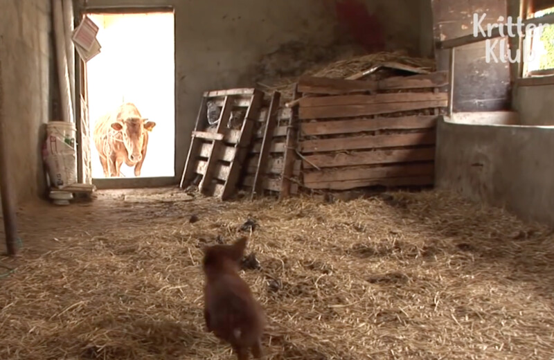 You will cry: A dog bursting into tears when he's renuited with his 'Cow' mother 4