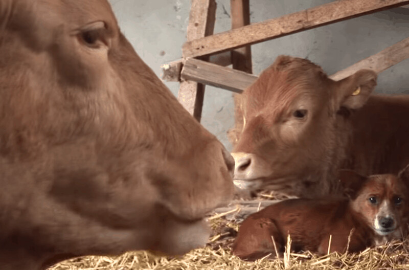 You will cry: A dog bursting into tears when he's renuited with his 'Cow' mother 5