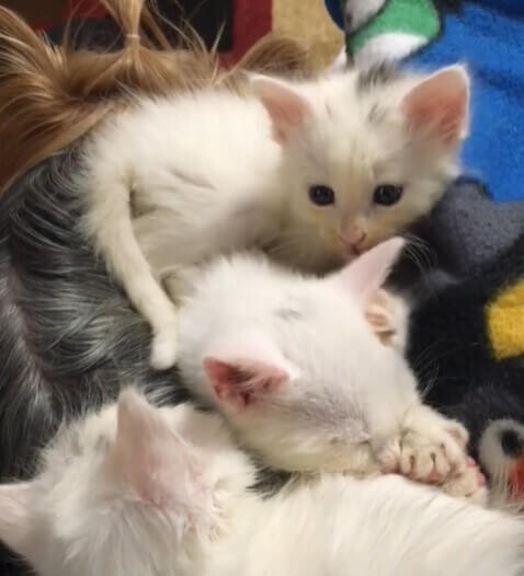 Abandoned kittens who were about to be euthanized are given a second chance 1