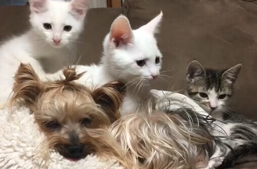 Abandoned kittens who were about to be euthanized are given a second chance 2