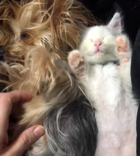 Abandoned kittens who were about to be euthanized are given a second chance 4