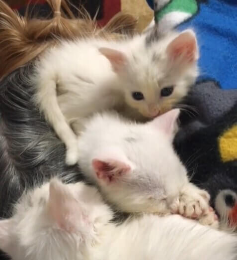 Abandoned kittens who were about to be euthanized are given a second chance 5
