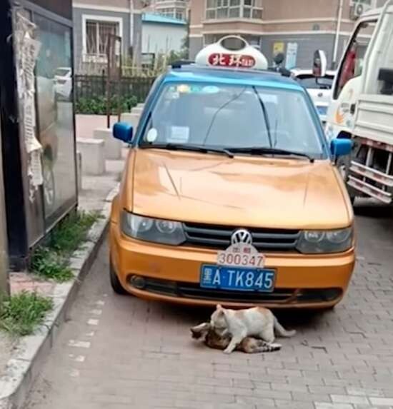 HEART-BREAKING MOMENT: Cat refuses to leave a dead friend behind by dragging its lifeless body 2