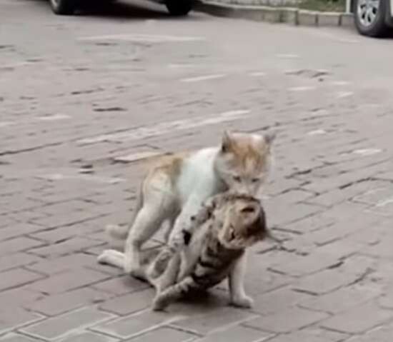 HEART-BREAKING MOMENT: Cat refuses to leave a dead friend behind by dragging its lifeless body 3