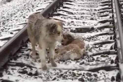Loyal dog protects injured friend on snow-covered train track 2