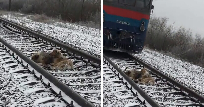 Loyal dog protects injured friend on snow-covered train track 3