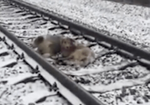 Loyal dog protects injured friend on snow-covered train track 4