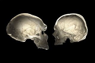 Ancient Alien Elongated Skulls Not Human, According To Scientists 1