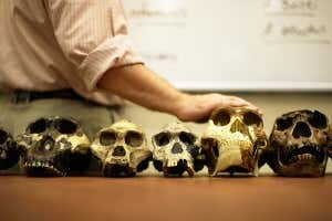 Ancient Alien Elongated Skulls Not Human, According To Scientists 3