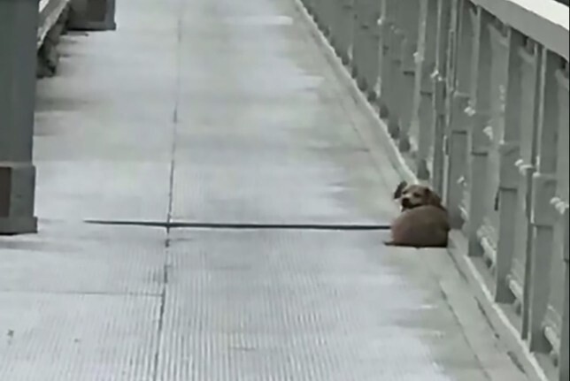Heartbroken dog keeps guard in the same spot for 4 days when seeing his owner jumped off the river 1