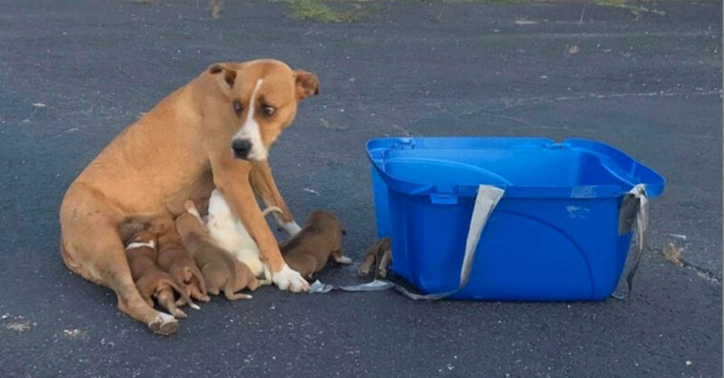 Mamma dog dumped with her 9 babies found loving forever homes 1