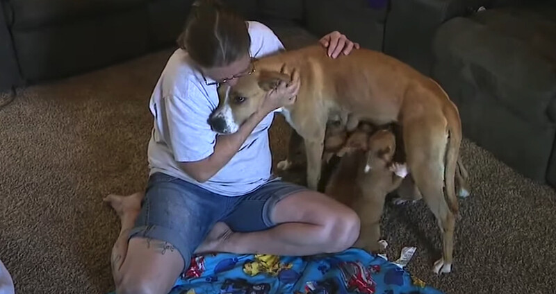 Mamma dog dumped with her 9 babies found loving forever homes 5