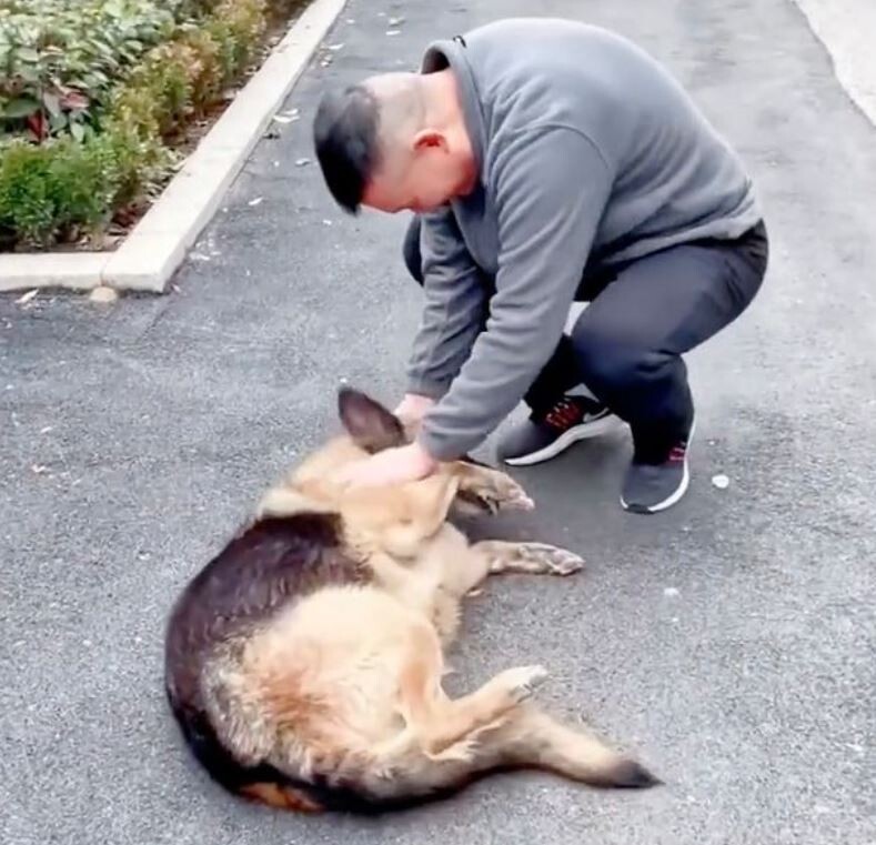 What makes this retired German shepherd police dog cry that hard? 2