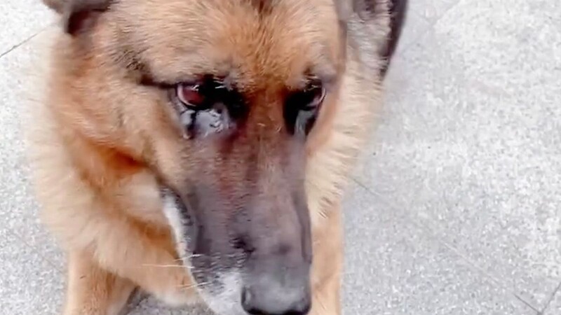 What makes this retired German shepherd police dog cry that hard? 5