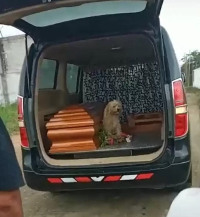 Heartwarming: When His Owner Is Laid To Rest, Loyal Dog Insists On Staying At Her Side 1