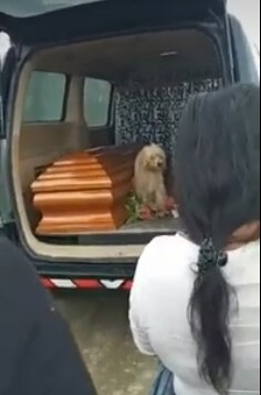 Heartwarming: When His Owner Is Laid To Rest, Loyal Dog Insists On Staying At Her Side 2