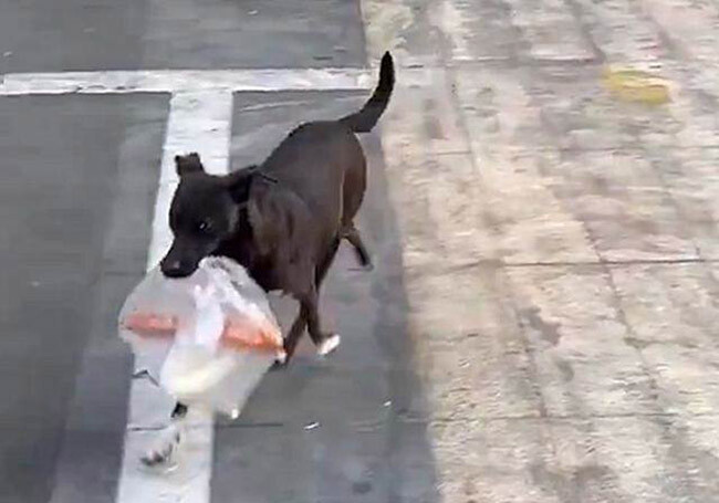 Loyal dog buys breakfast everyday for a Grandmother for 10 YEARS 1