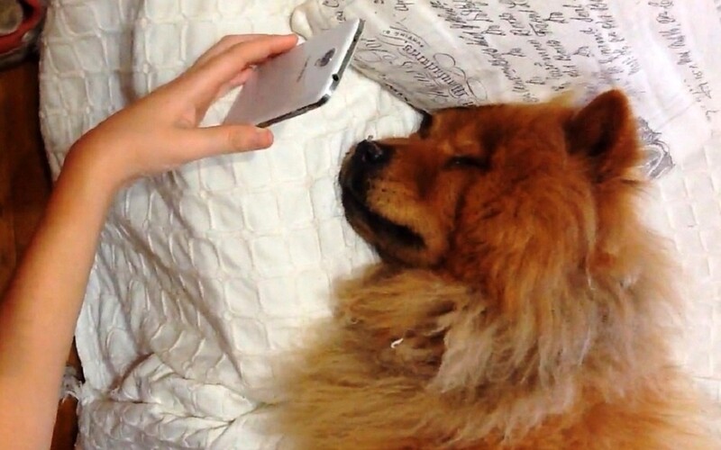 Chow Chow's emotional reaction when seeing Mom on facetime 2