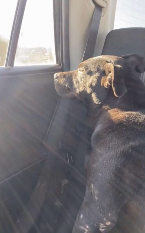 Pregnant homeless dog can't stop crying when rescues 3