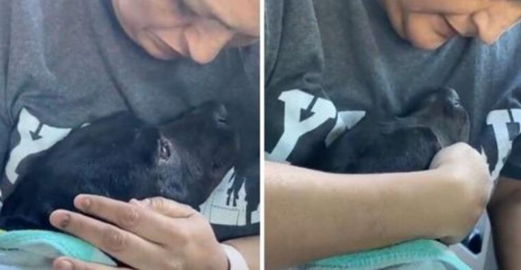 Pregnant homeless dog can't stop crying when rescues 4