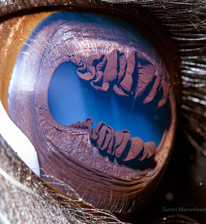 Animal Eyes Photos Up Close And It's Insane How Unique They Are 1