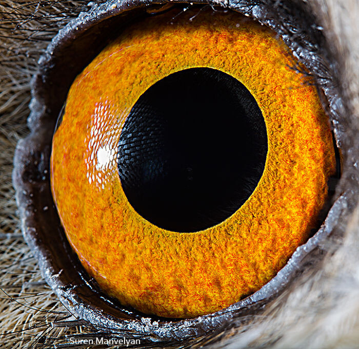 Animal Eyes Photos Up Close And It's Insane How Unique They Are 3
