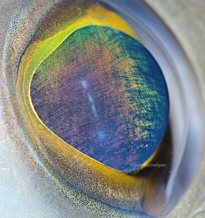 Animal Eyes Photos Up Close And It's Insane How Unique They Are 7