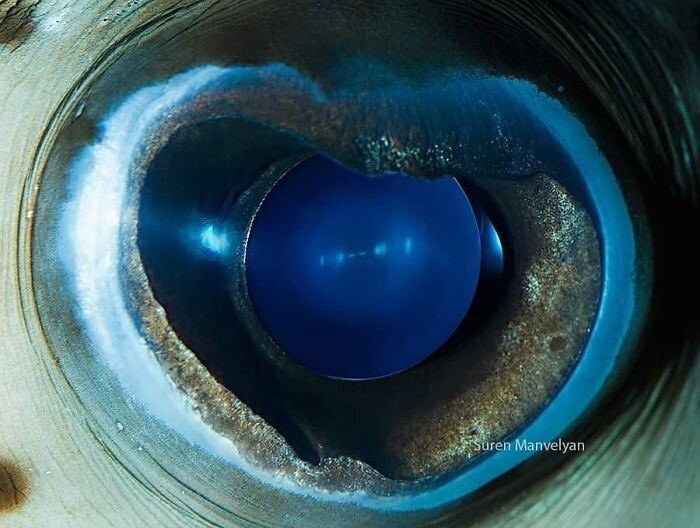 Animal Eyes Photos Up Close And It's Insane How Unique They Are 9