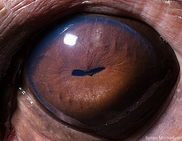 Animal Eyes Photos Up Close And It's Insane How Unique They Are 10