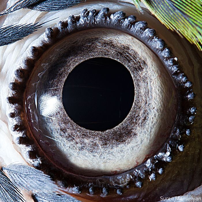 Animal Eyes Photos Up Close And It's Insane How Unique They Are 8