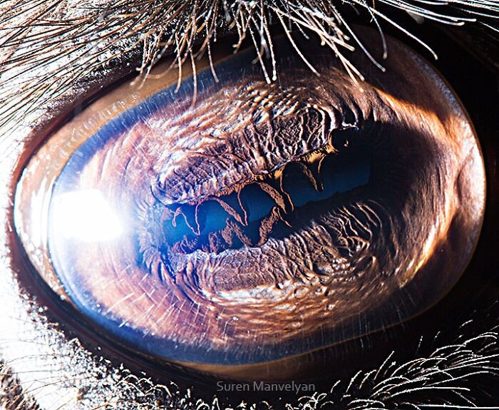 Animal Eyes Photos Up Close And It's Insane How Unique They Are 11