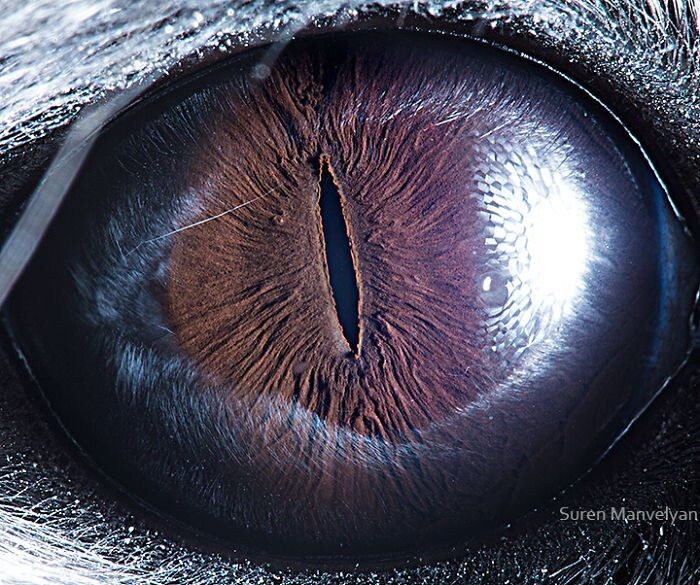 Animal Eyes Photos Up Close And It's Insane How Unique They Are 12