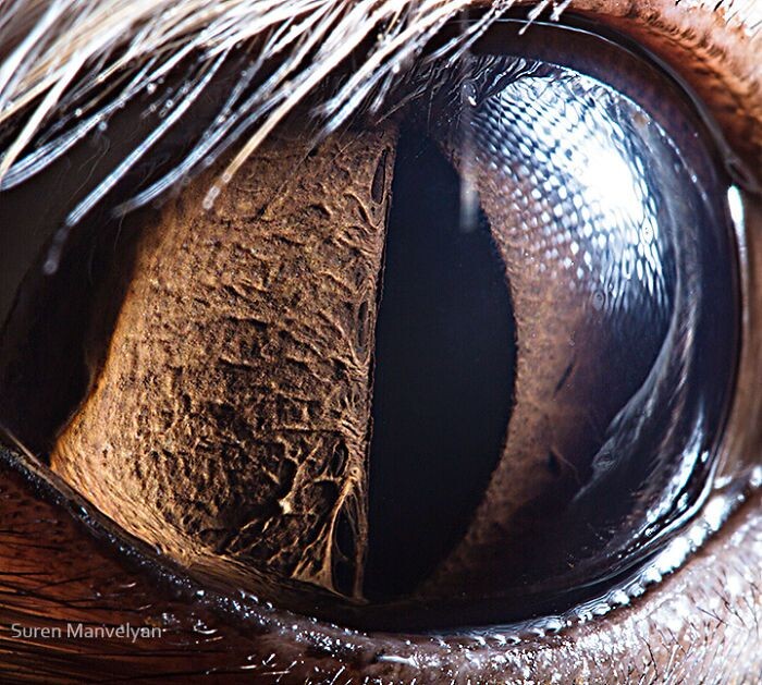 Animal Eyes Photos Up Close And It's Insane How Unique They Are 13