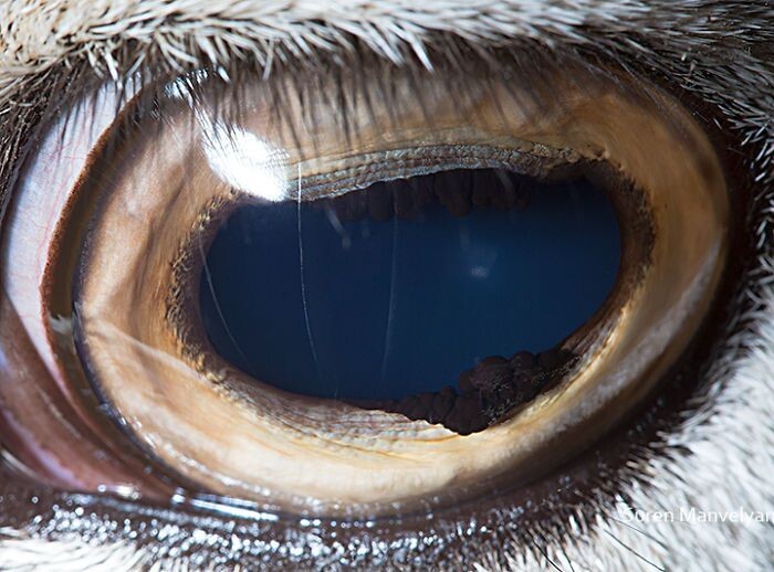 Animal Eyes Photos Up Close And It's Insane How Unique They Are 14