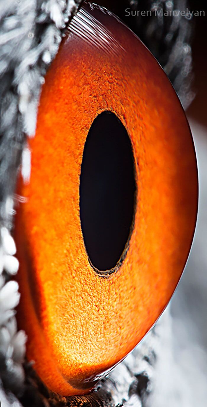 Animal Eyes Photos Up Close And It's Insane How Unique They Are 15