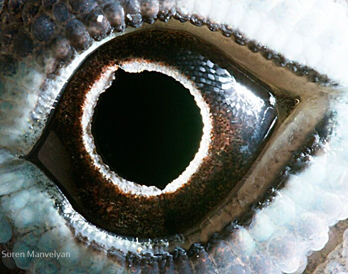 Animal Eyes Photos Up Close And It's Insane How Unique They Are 16