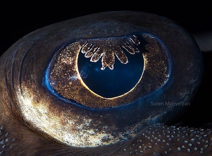 Animal Eyes Photos Up Close And It's Insane How Unique They Are 18