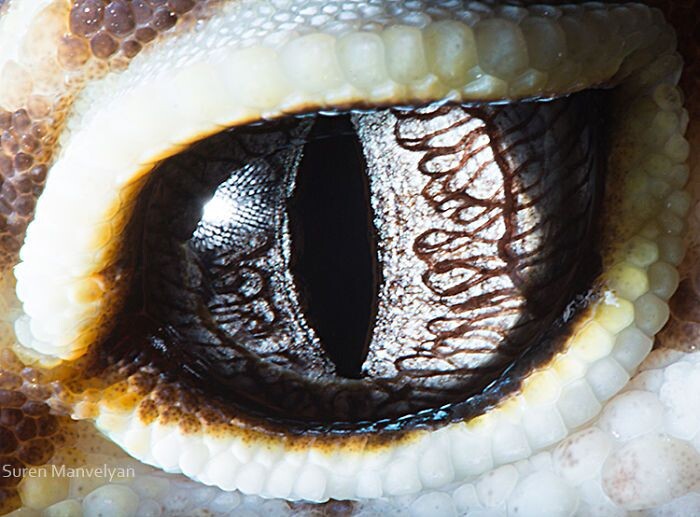 Animal Eyes Photos Up Close And It's Insane How Unique They Are 17